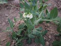 Green pea farming idea photo stocks