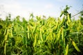 green Pea field farm in bright day with blue sky Royalty Free Stock Photo