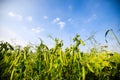 green Pea field farm in bright day with blue sky Royalty Free Stock Photo