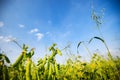 green Pea field farm in bright day with blue sky Royalty Free Stock Photo