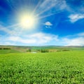 Green pea field and sun on blue sky