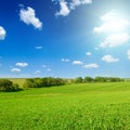 A green pea field and sun on blue sky Royalty Free Stock Photo