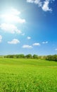 A green pea field and sun on blue sky. Vertical photo Royalty Free Stock Photo