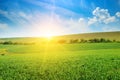Green pea field and sunrise in the blue sky. Royalty Free Stock Photo