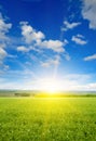 Green pea field and sunrise in the blue sky. Vertical photo Royalty Free Stock Photo