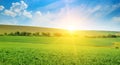 Green pea field and sunrise in the blue sky. Wide photo. Royalty Free Stock Photo