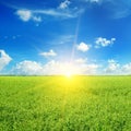 Green pea field and sunrise in the blue sky Royalty Free Stock Photo