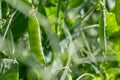 Green pea in the garden. Close-up of fresh peas and pea pods. Organic and vegan food. Royalty Free Stock Photo