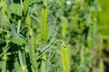 Green pea in the garden. Close-up of fresh peas and pea pods. Organic and vegan food Royalty Free Stock Photo