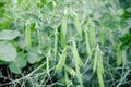 Green pea growing in a backyard Royalty Free Stock Photo