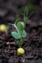 Green pea growing in farmerâs field, sprout of plant in soil, growing green pea seedling