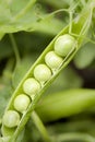 Green pea growing in garden Royalty Free Stock Photo