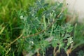 Green pea growing in urban garden. Pea leaves, flowers and ripe Pisum sativum close up. Home grown food and organic vegetables. Royalty Free Stock Photo