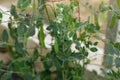 Green pea growing in urban garden. Pea leaves, flowers and ripe Pisum sativum close up. Home grown food and organic vegetables. Royalty Free Stock Photo