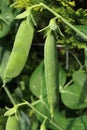 Green Pea, latin name Pisum Sativum, vegetable pods growing in garden in late spring season. Royalty Free Stock Photo