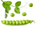 Green pea open pod with seeds and leaves on stem isolated on white background Royalty Free Stock Photo