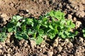 Green pea or Pisum sativum annual plant with fresh seed pods planted in local urban garden surrounded with dry soil Royalty Free Stock Photo