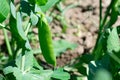 Green pea plant is growing in the garden. Harvesting and farming. Green Royalty Free Stock Photo