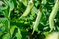 Green pea plant is growing in the garden. Harvesting and farming. Green young sprouts Royalty Free Stock Photo