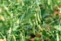 Green pea plant Pisum sativum in organic garden Royalty Free Stock Photo
