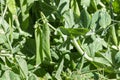 Green pea plant with green pea pods growing in organic garden Royalty Free Stock Photo