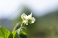 Green Pea plant with white flower in a garden Royalty Free Stock Photo