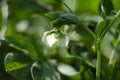 Green Pea plant with white flower in a garden Royalty Free Stock Photo