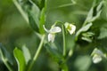 Green Pea plant with white flower in a garden Royalty Free Stock Photo