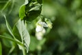 Green Pea plant with white flower in a garden Royalty Free Stock Photo