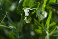 Green Pea plant with white flower in a garden Royalty Free Stock Photo