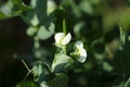 Green Pea plant with white flower in a garden Royalty Free Stock Photo