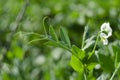 Green Pea plant with white flower in a garden Royalty Free Stock Photo