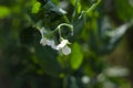 Green Pea plant with white flower in a garden Royalty Free Stock Photo