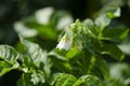 Green Pea plant with white flower in a garden Royalty Free Stock Photo