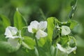 Green Pea plant with white flower in a garden Royalty Free Stock Photo