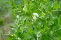 Green Pea plant with white flower Royalty Free Stock Photo