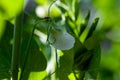Green pea plant with white flower in raindrops, close up Royalty Free Stock Photo