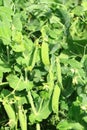 green pea plants Royalty Free Stock Photo