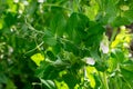 Green pea plants with flowers and leaves is growing on garden bed at summer on bright sunlight Royalty Free Stock Photo