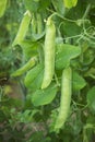 Green pea plants growing in a garden Royalty Free Stock Photo