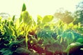 Green pea plants in growth Royalty Free Stock Photo
