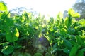 Green pea plants in growth Royalty Free Stock Photo