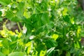 Green pea plants with leaves is growing on garden bed at summer on bright sunlight. Flowering Royalty Free Stock Photo