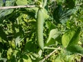 Green pea pod growing and maturing peas inside on a plant with green leaves growing in garden in bright sunlight in summer Royalty Free Stock Photo