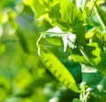 Green pea pod Royalty Free Stock Photo