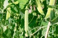 Green pea pods on a background of leaves ripen in the bright sun in spring Royalty Free Stock Photo