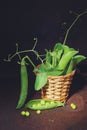 Green pea pods from the garden beds in a small wicker basket on a dark background Royalty Free Stock Photo