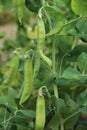 Green pea pods hang on pea bushes. Harvest in the garden. Green background. Royalty Free Stock Photo