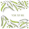 Green pea pods illustration