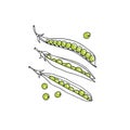 Green pea pods illustration Royalty Free Stock Photo